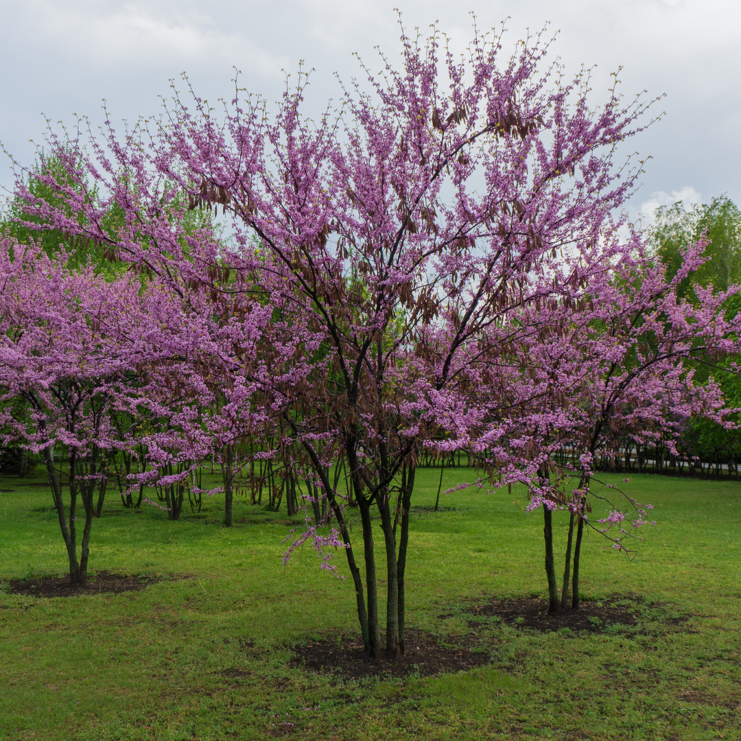 Western Redbud