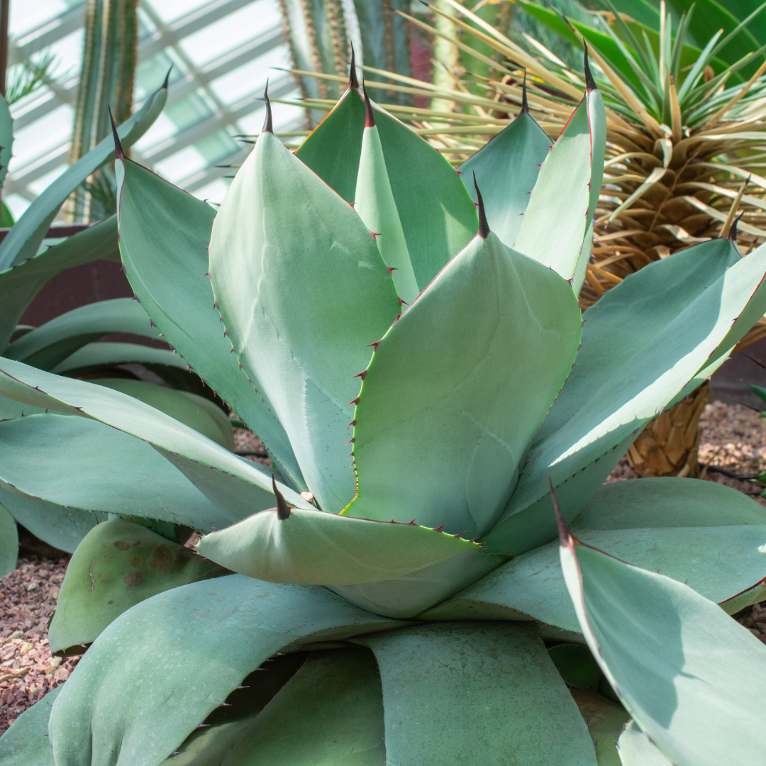 Whale's Tongue Agave