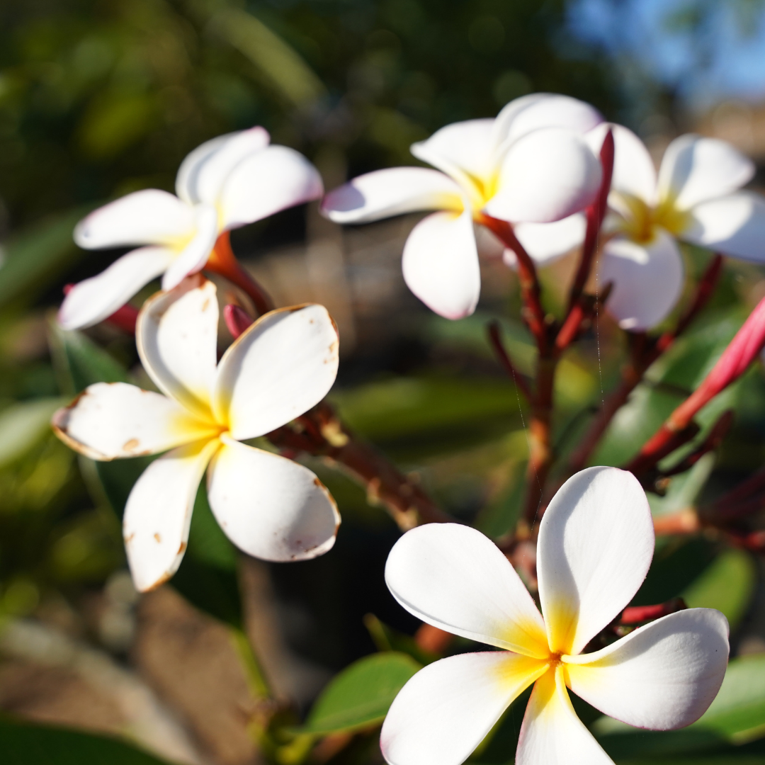 Plumeria 'White'