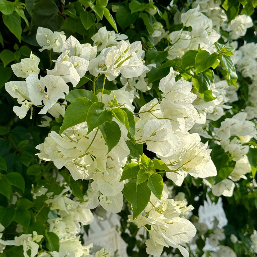 Bougainvillea White