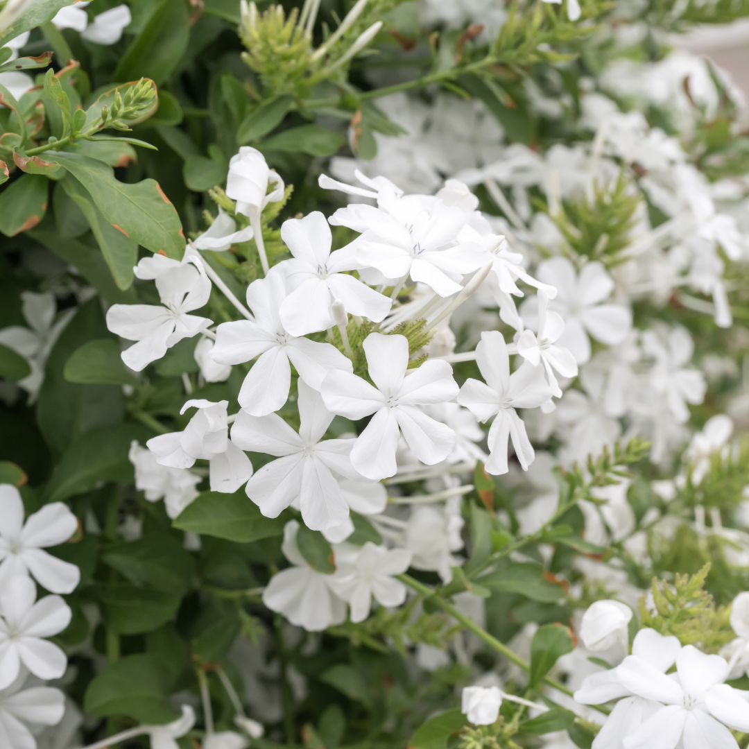Cape Plumbago (White)