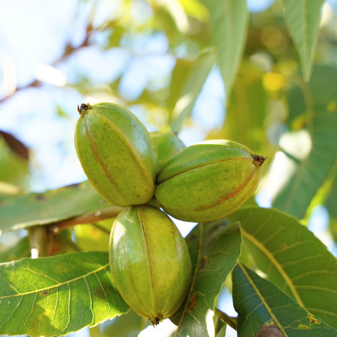 Wichita Pecan Tree