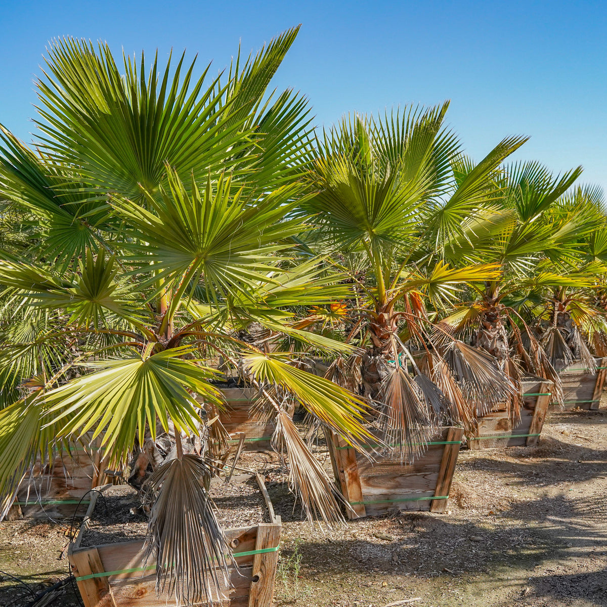 Windmill Palm