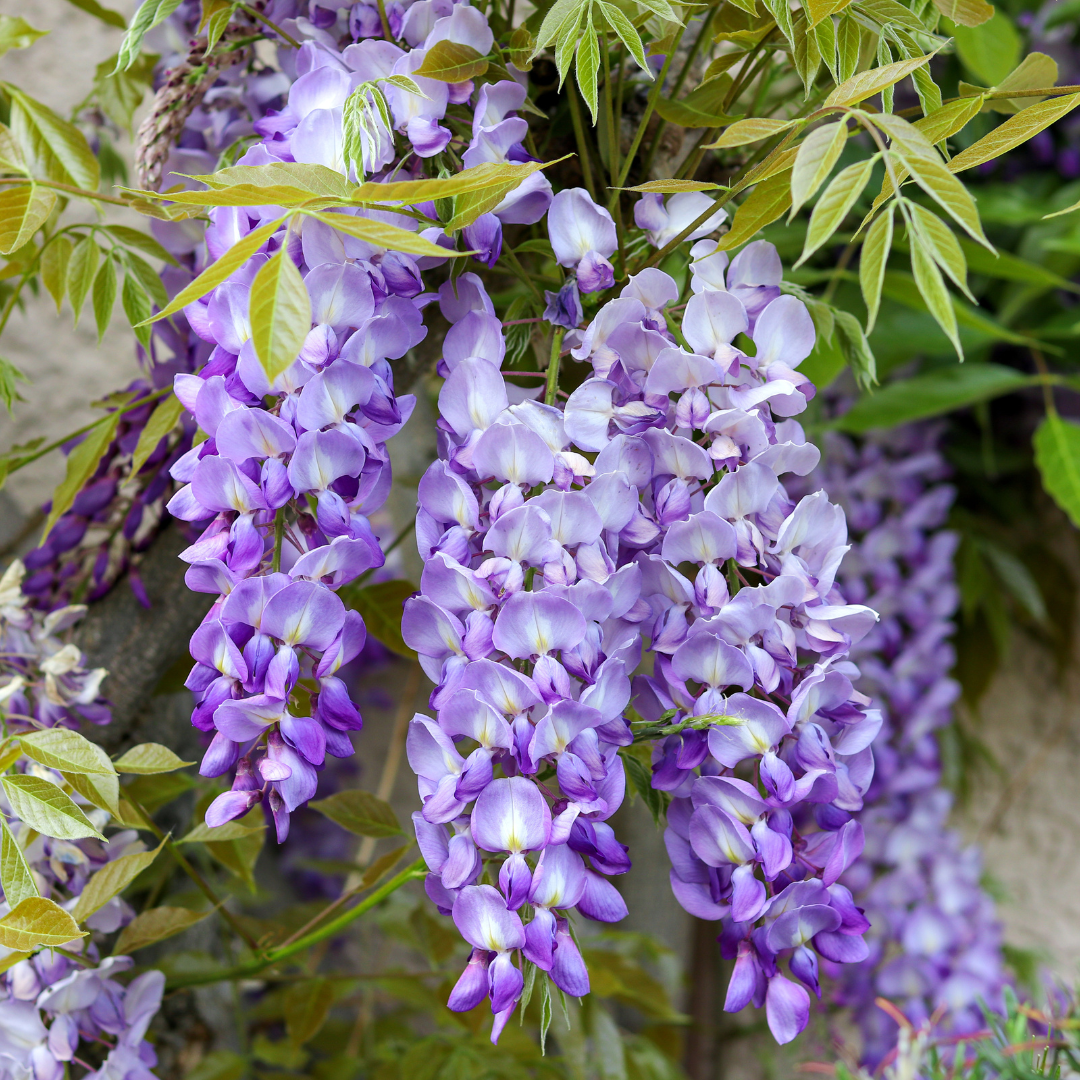 Wisteria