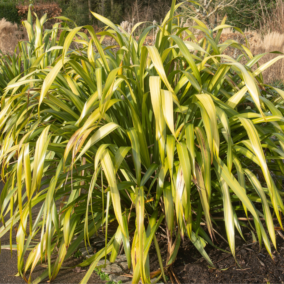 'Yellow Wave' New Zealand Flax