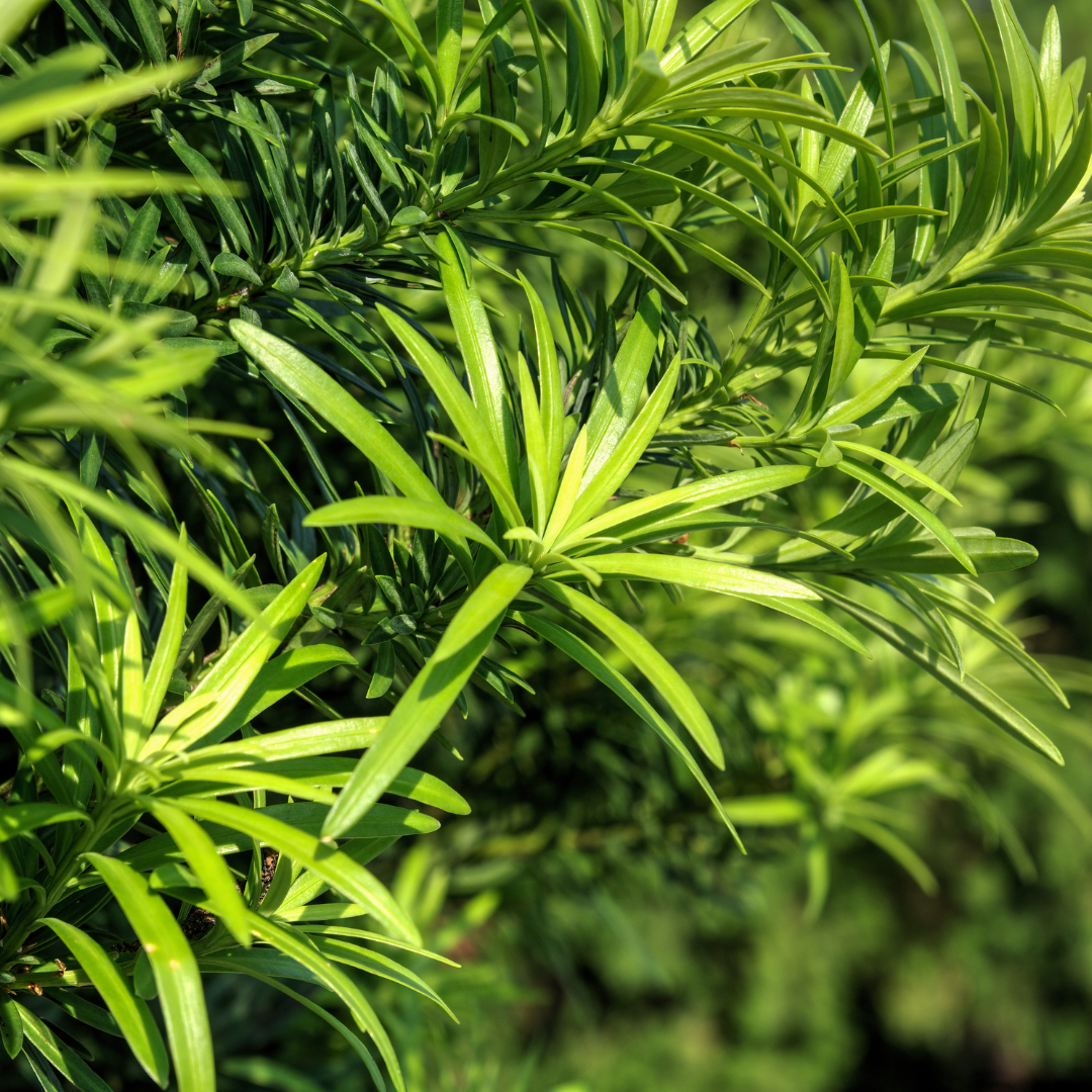 Yew Pine