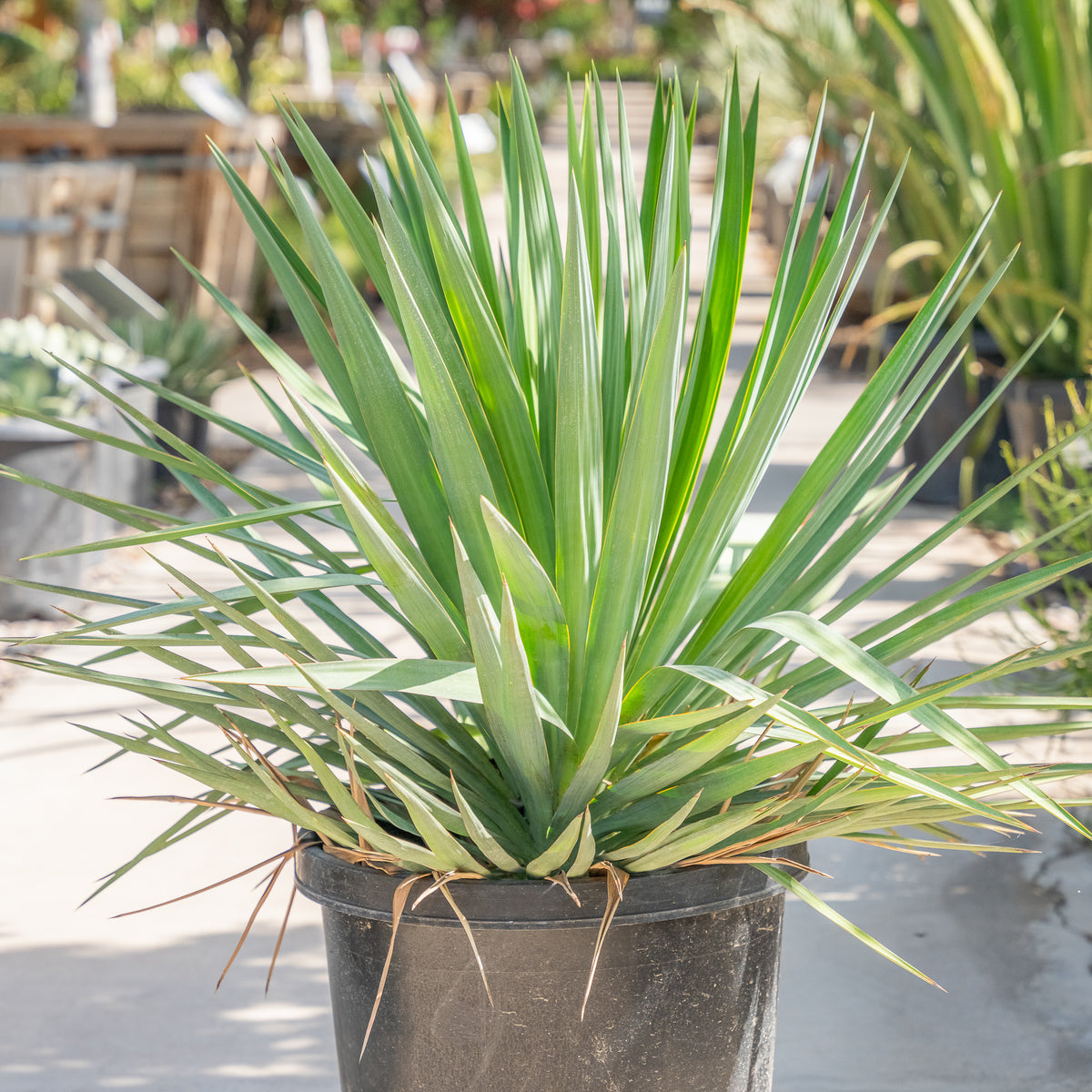 Yucca Pendula