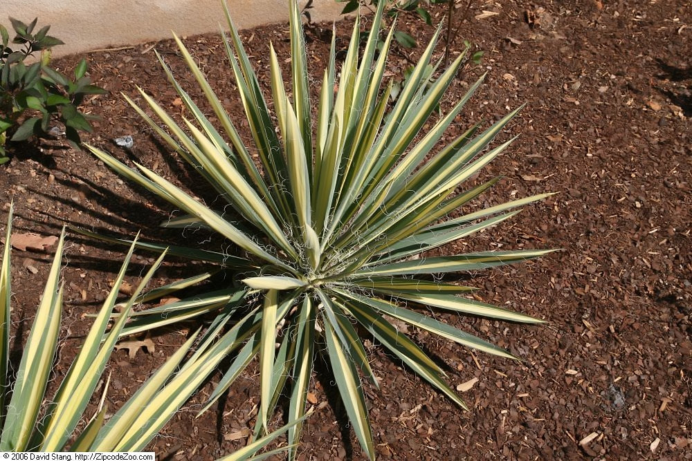 Color Guard Yucca