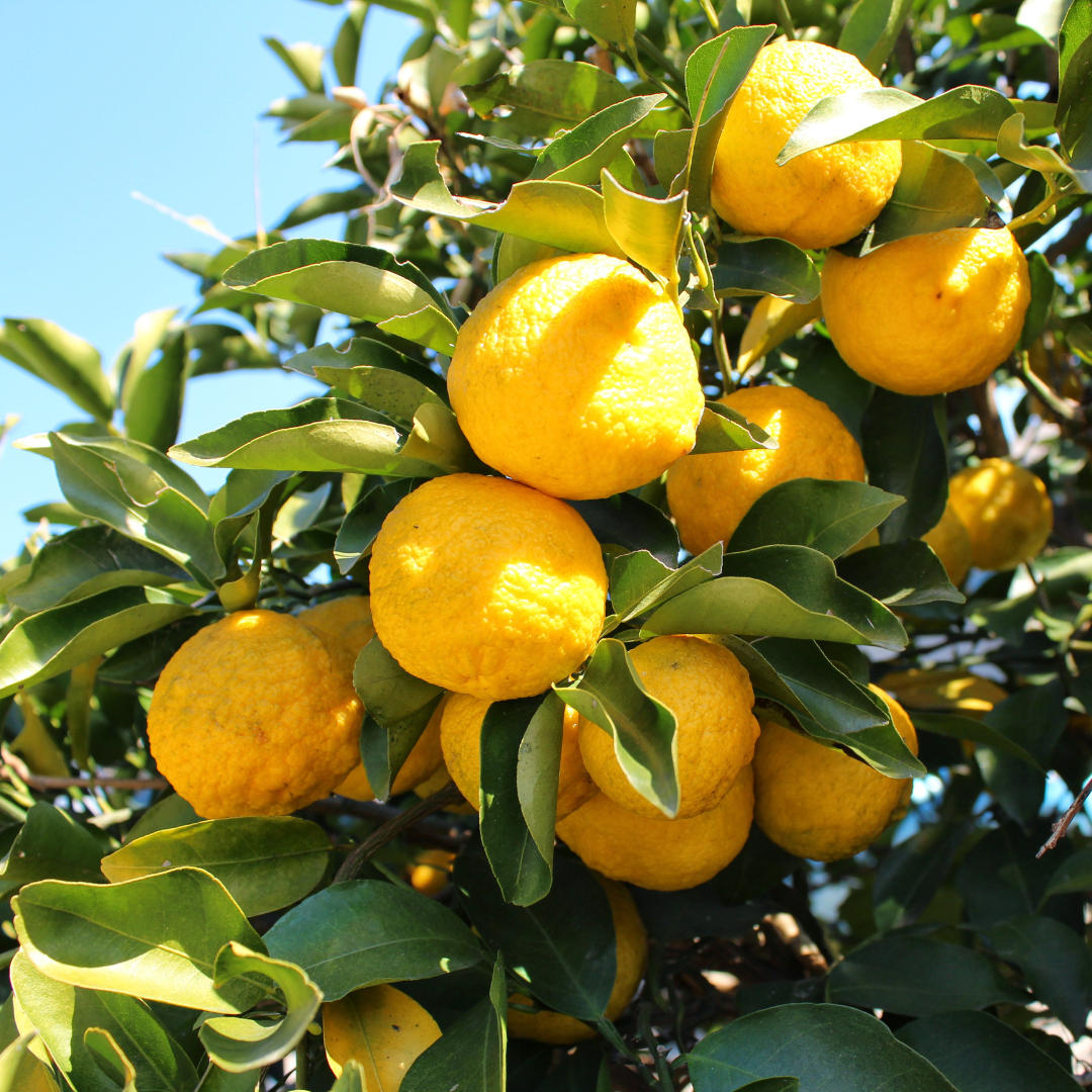 Yuzu