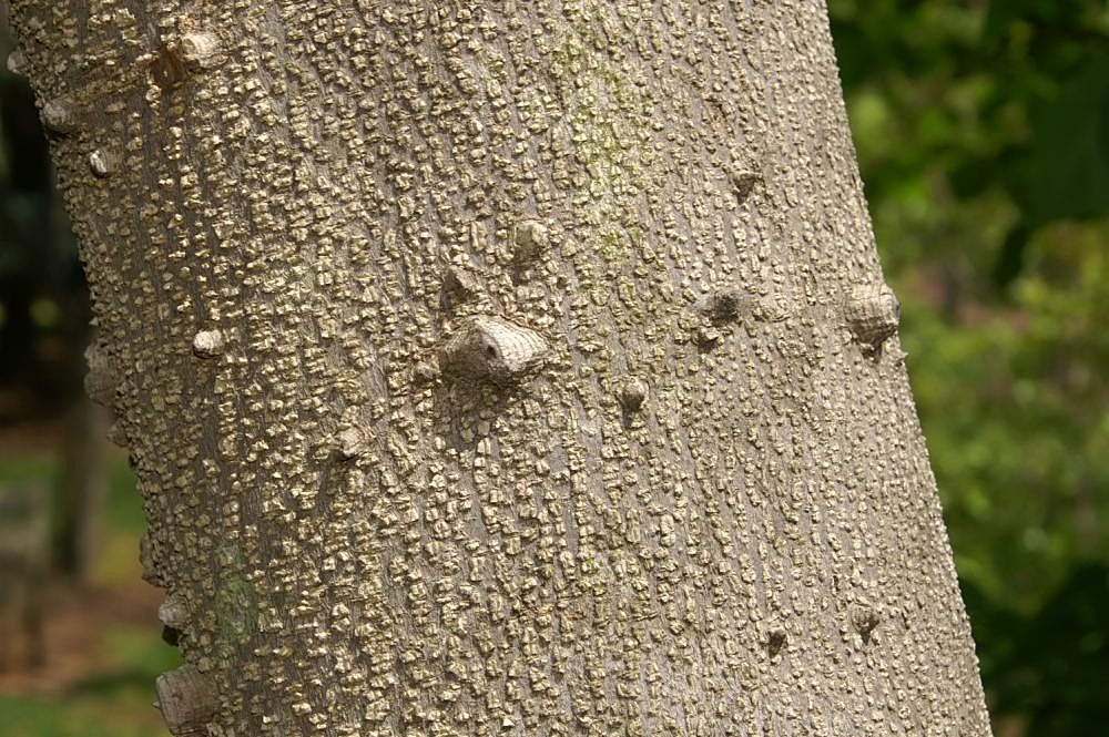 Prickly Ash (Toothache Tree)