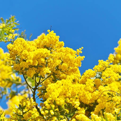 Purple Fernleaf Acacia