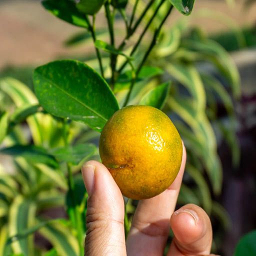 Calamondin