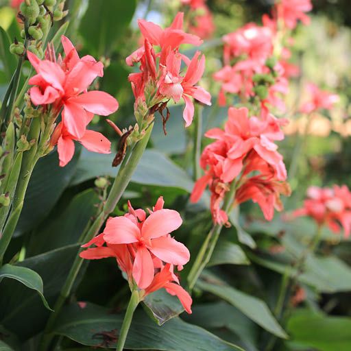 Canna Lily