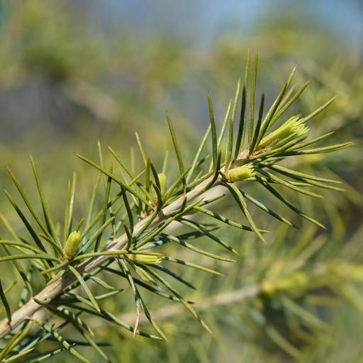 Deodar Cedar