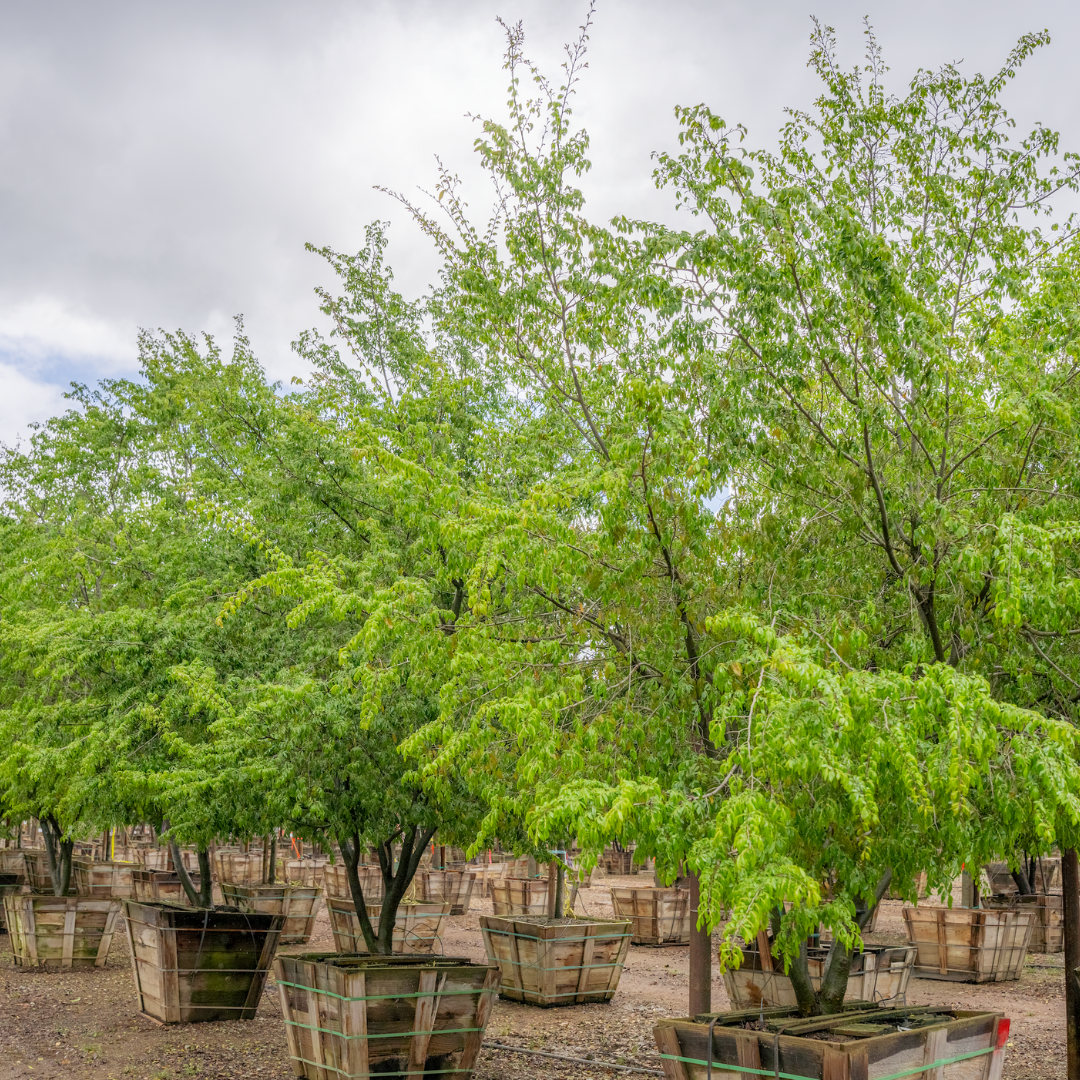 Chinese Elm 'True Green'