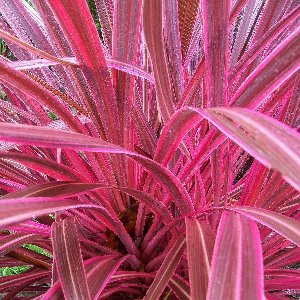 Cordyline Electric Pink™ PP19213