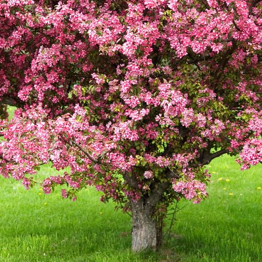 Crabapple Tree