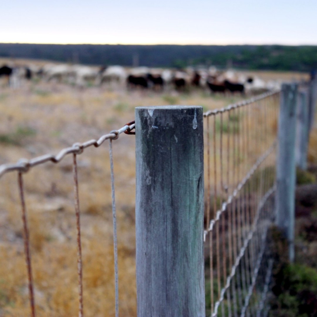 Field Fence / Woven Wire (Livestock)