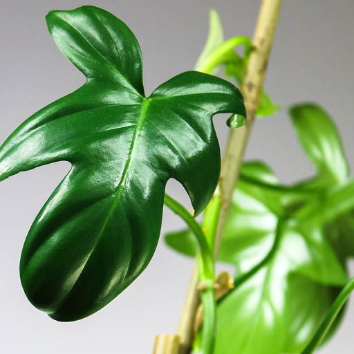 Fiddle Leaf Philodendron