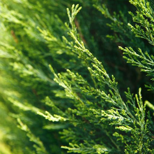 Grey Owl Juniper