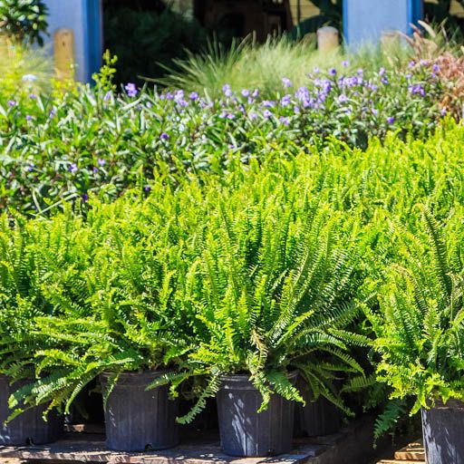 Kimberly Queen Fern