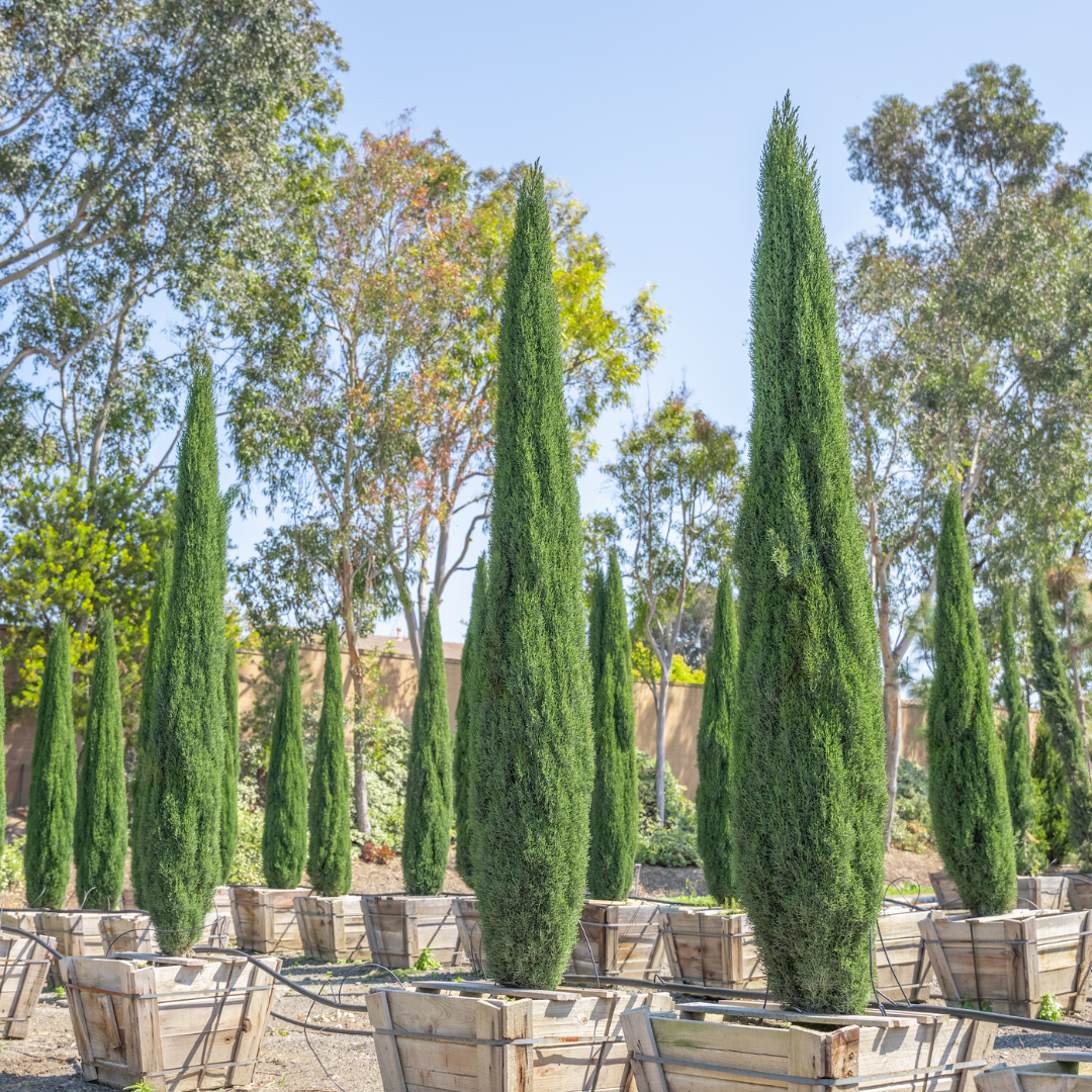 Little Towers Cypress