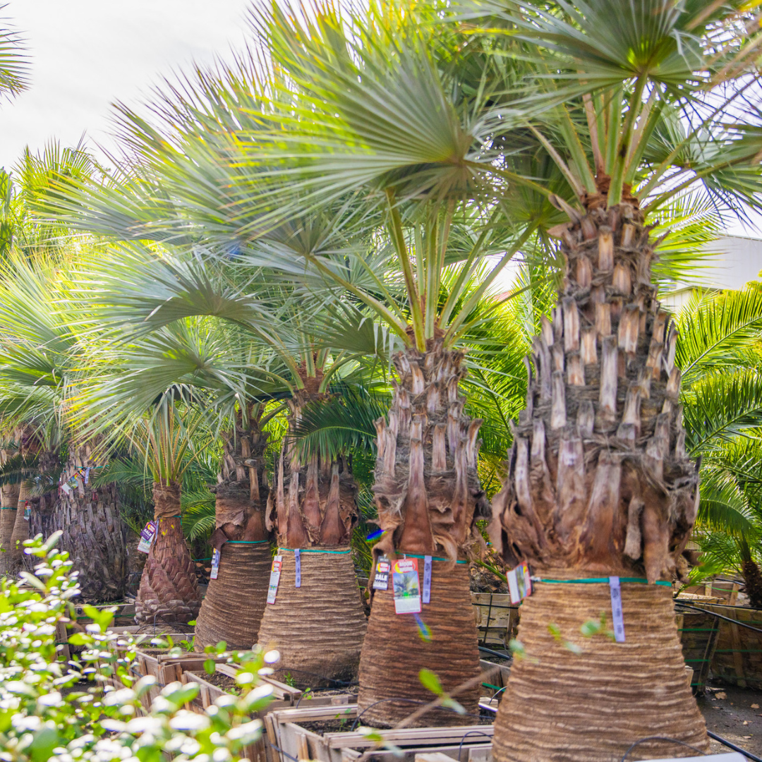 Mexican Blue Fan Palm