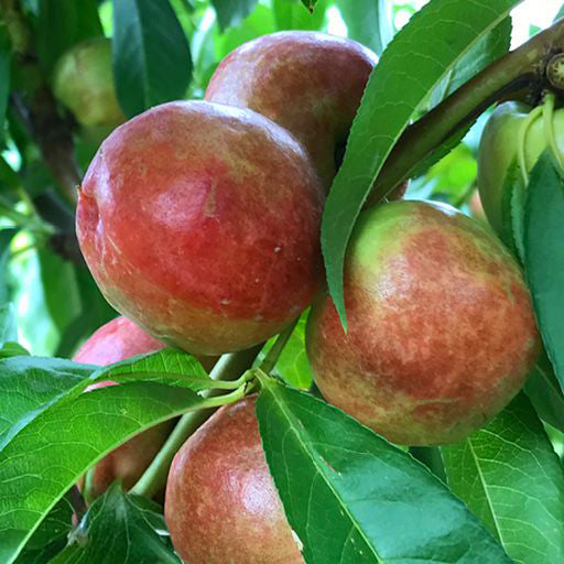 Panamint Nectarine