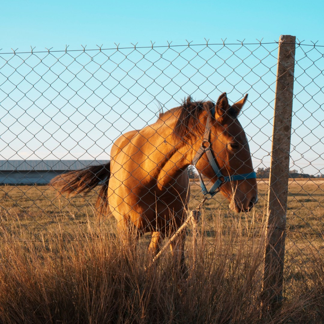 No-Climb Horse Fence
