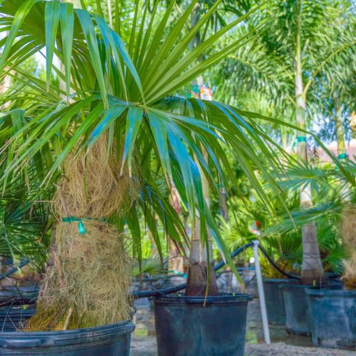 Old Man Palm