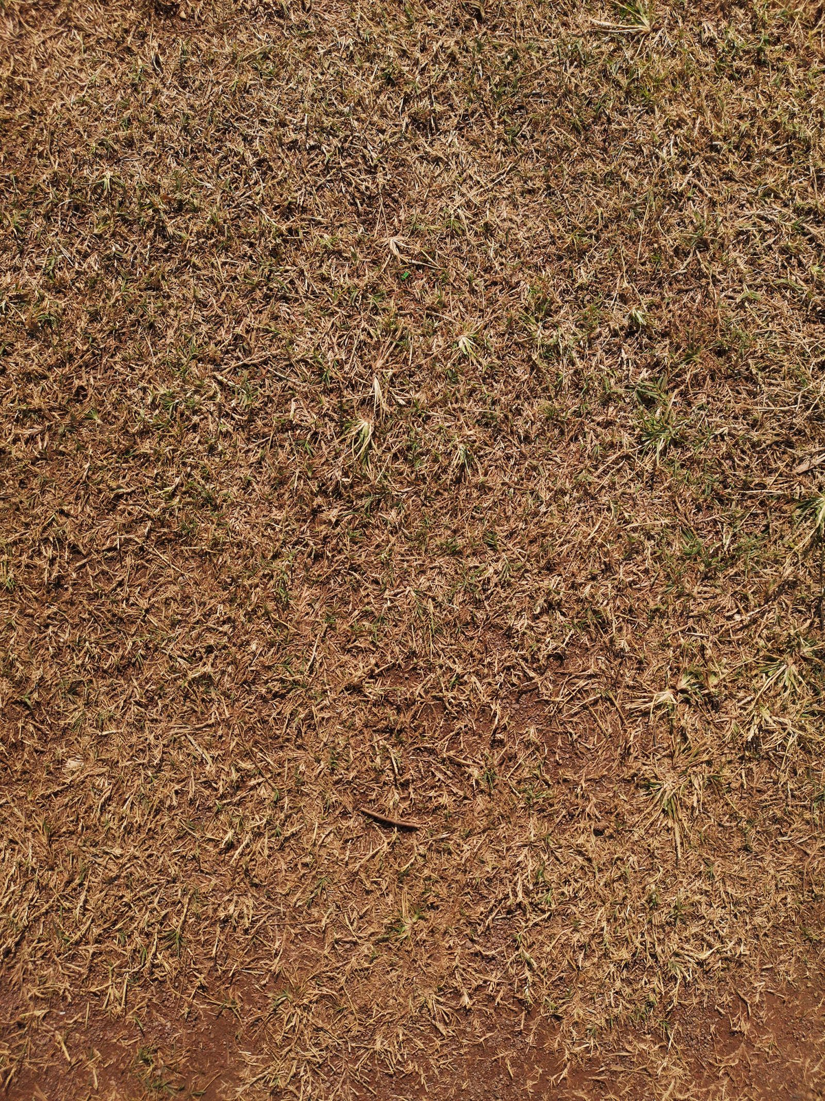 Enriched Topsoil
