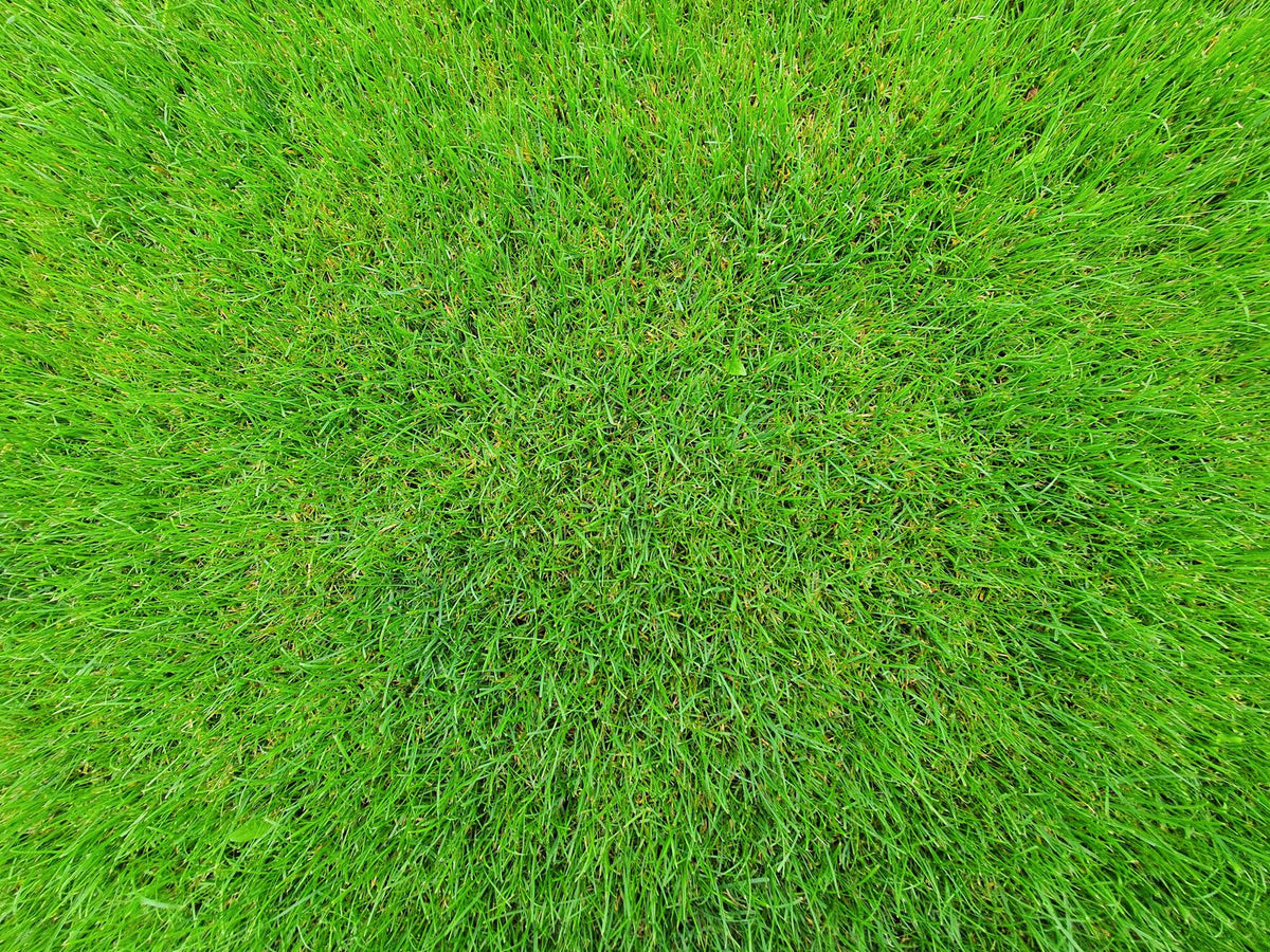 NorthBridge Bermuda Sod