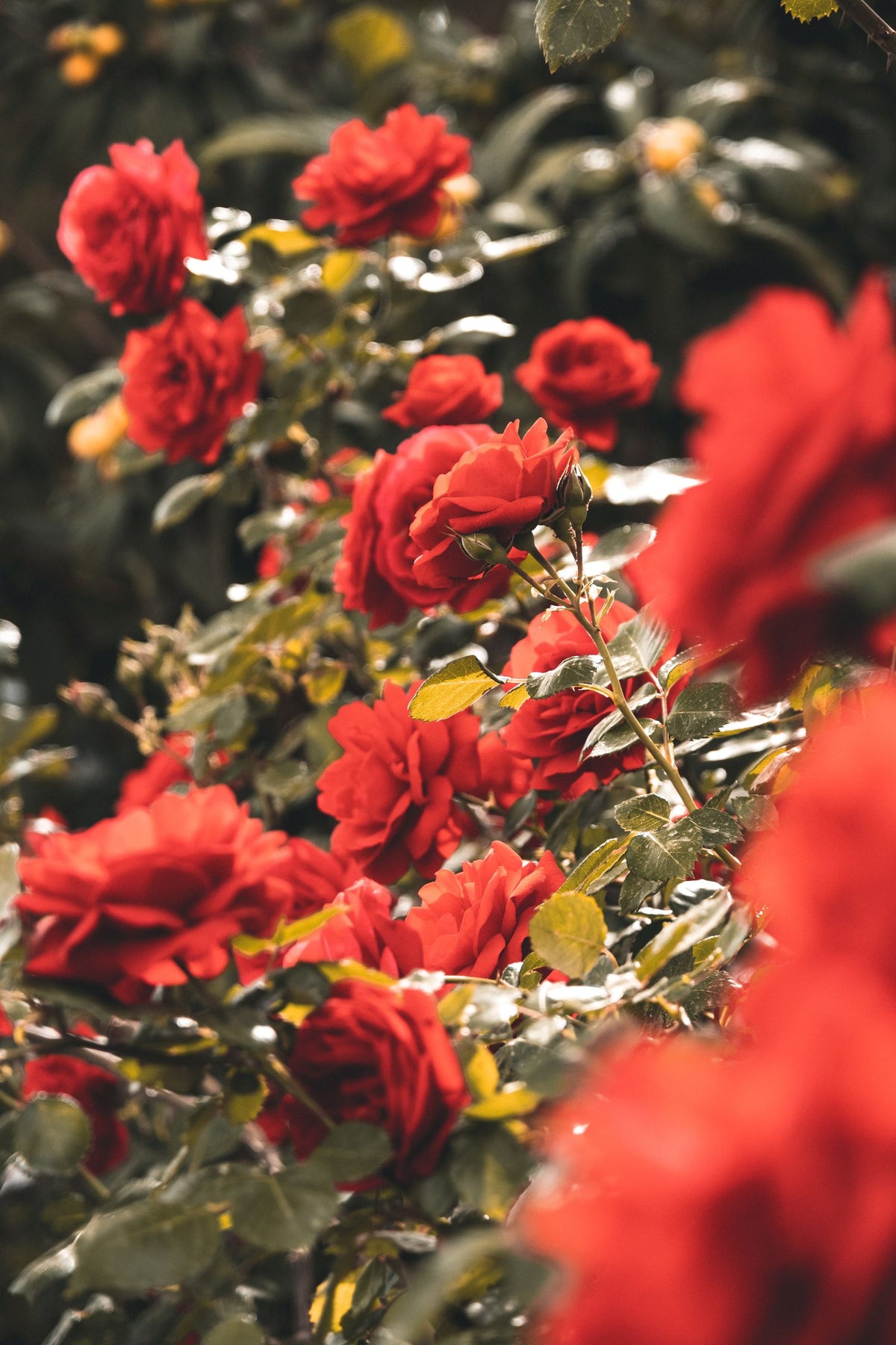 Easy to Please Rose