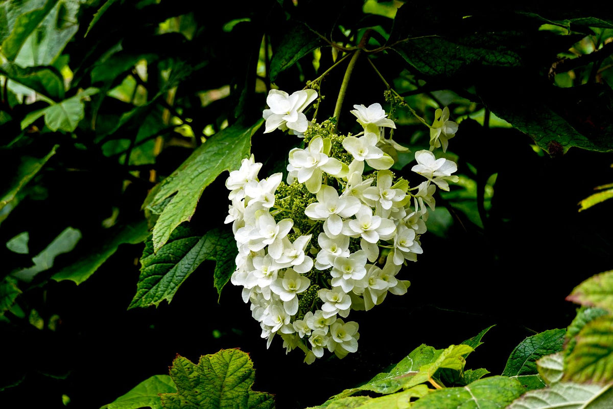 Oakleaf Hydrangea