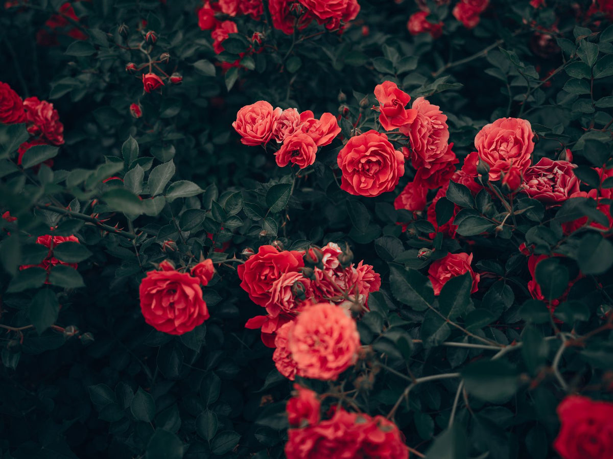 Easy Charmer Rose