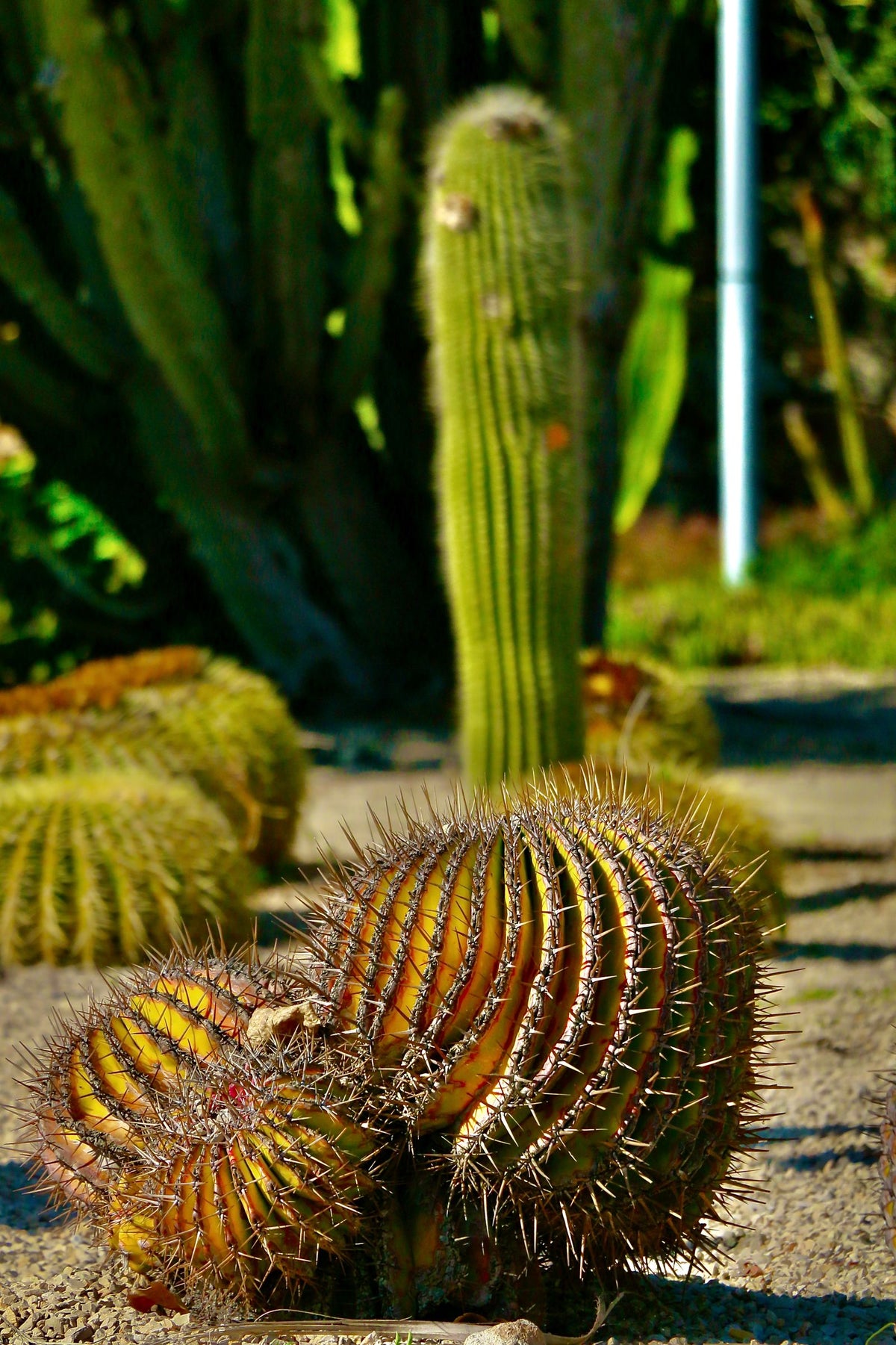 Desert Plant Liquid Nutrient