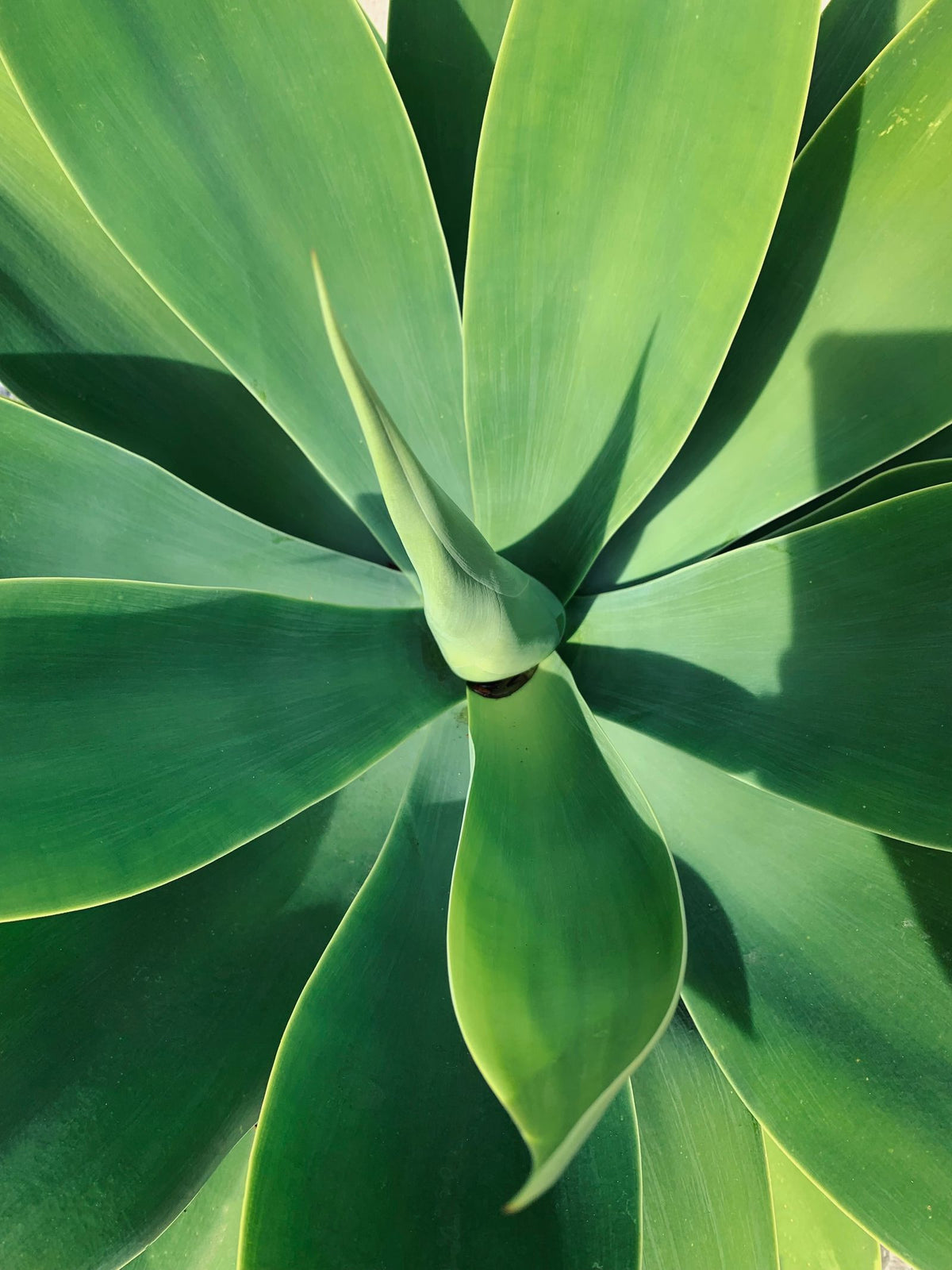 Blue Flame Agave