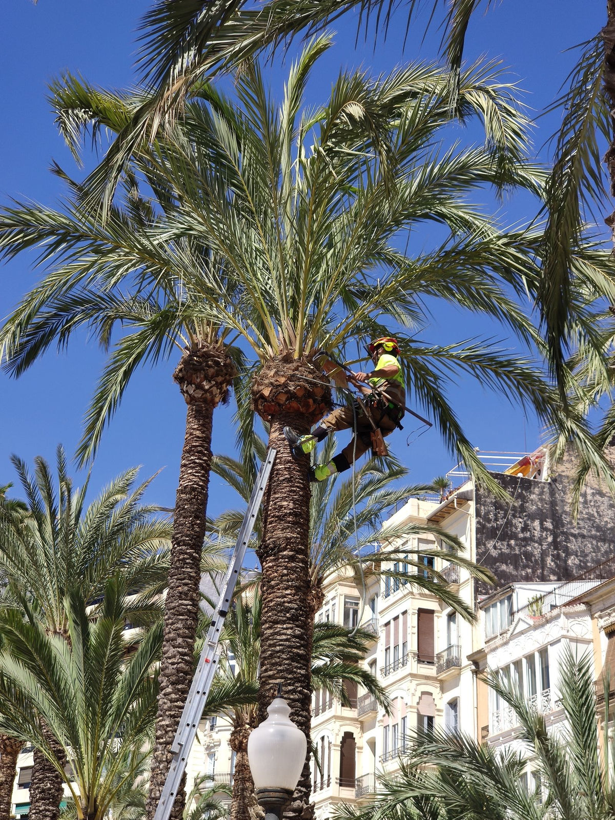 Palm Tree Trimming