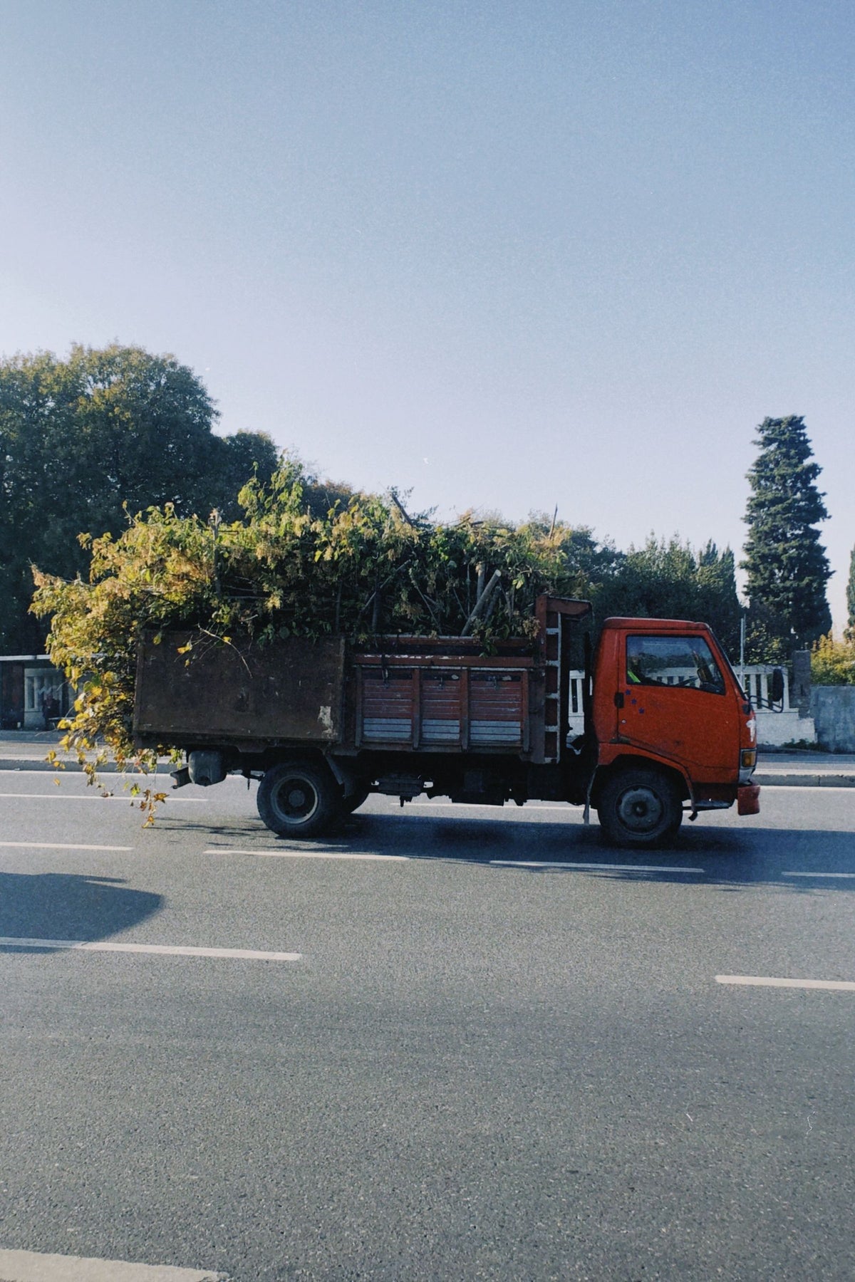 Tree Delivery