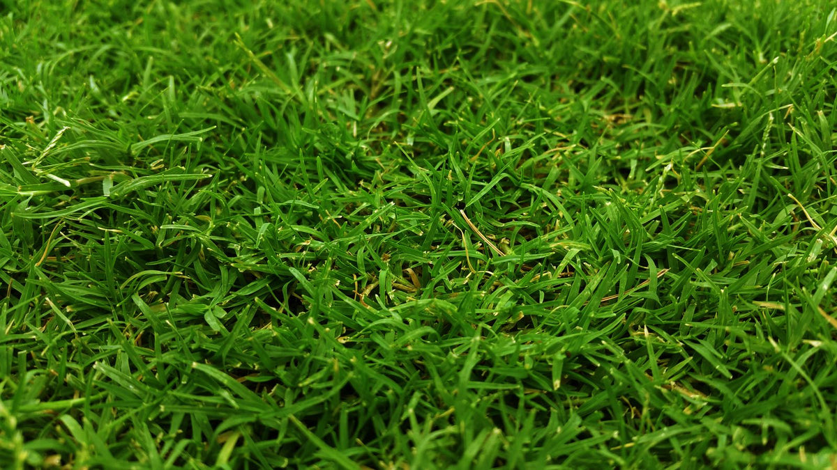 Common Bermuda Sod