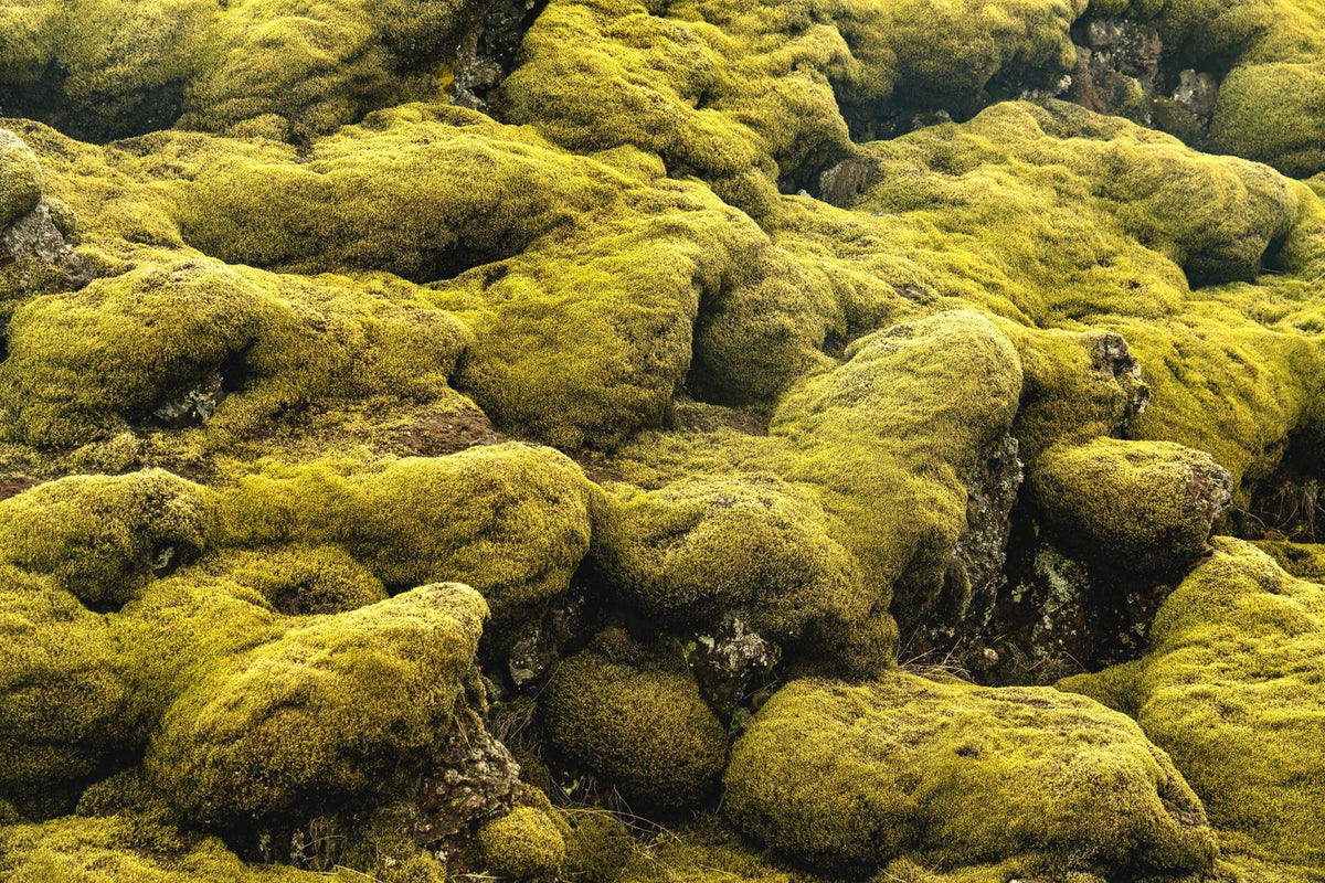 Texas Moss Boulders