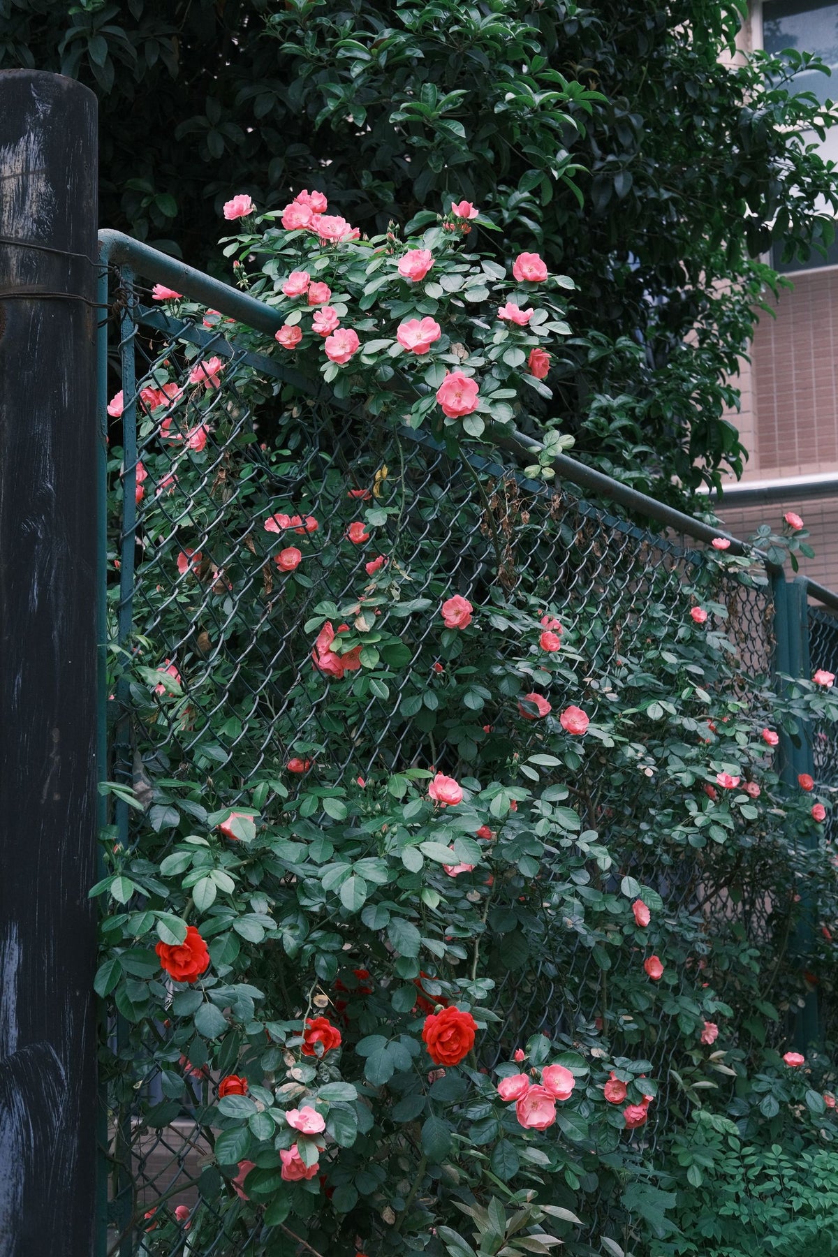 Fly So High Rose