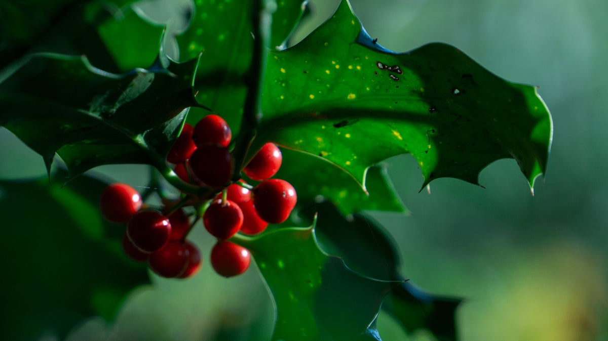 Oakleaf Holly