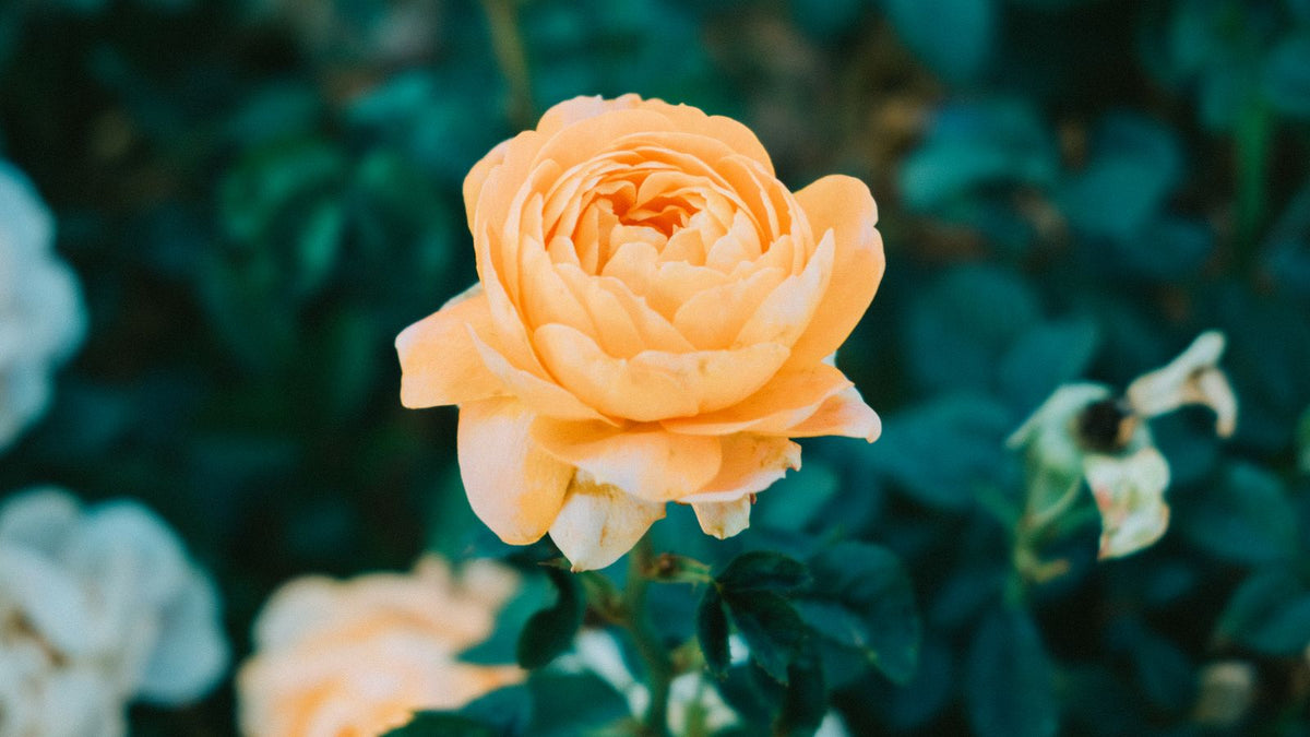 Midnight Fire Rose