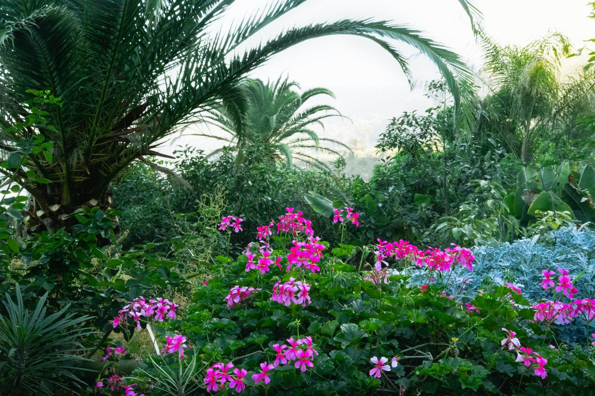 Palm & Tropical Liquid Nutrient