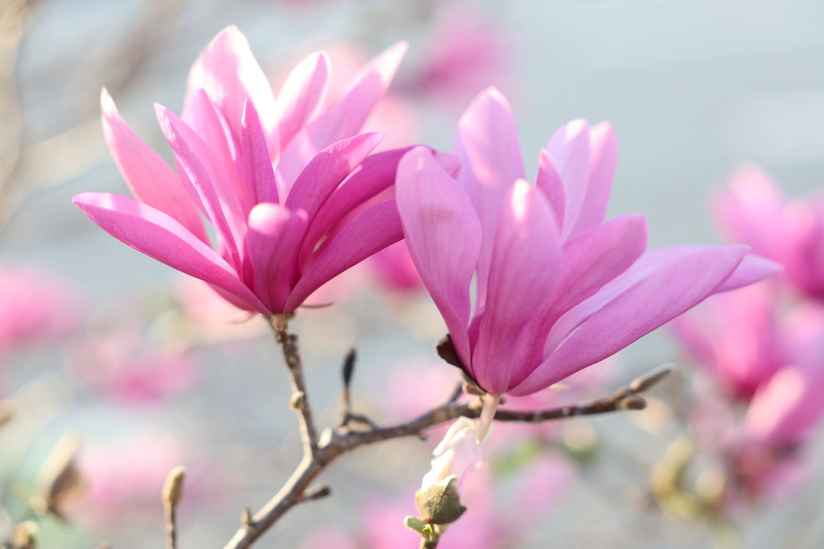 Saucer Magnolia