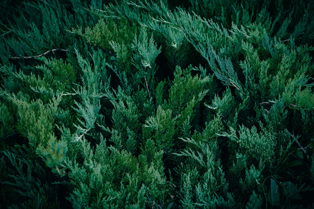 Sea Green Juniper