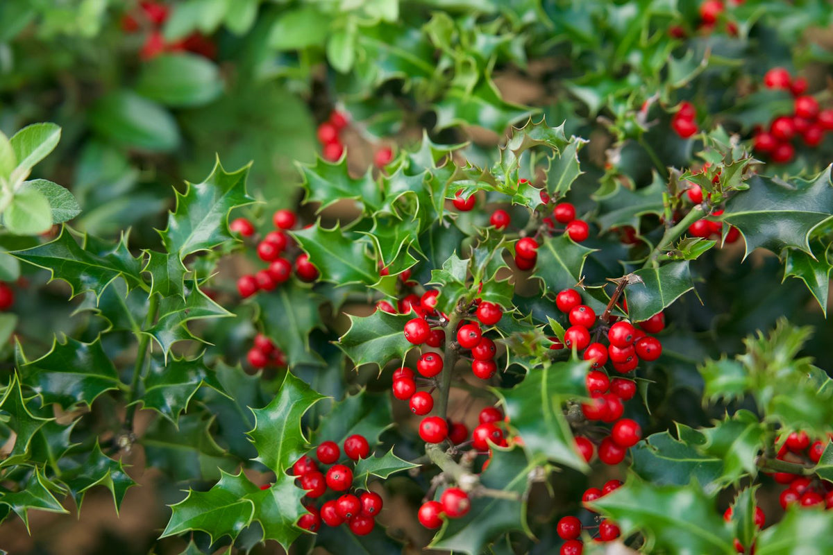 Emerald Colonnade Holly