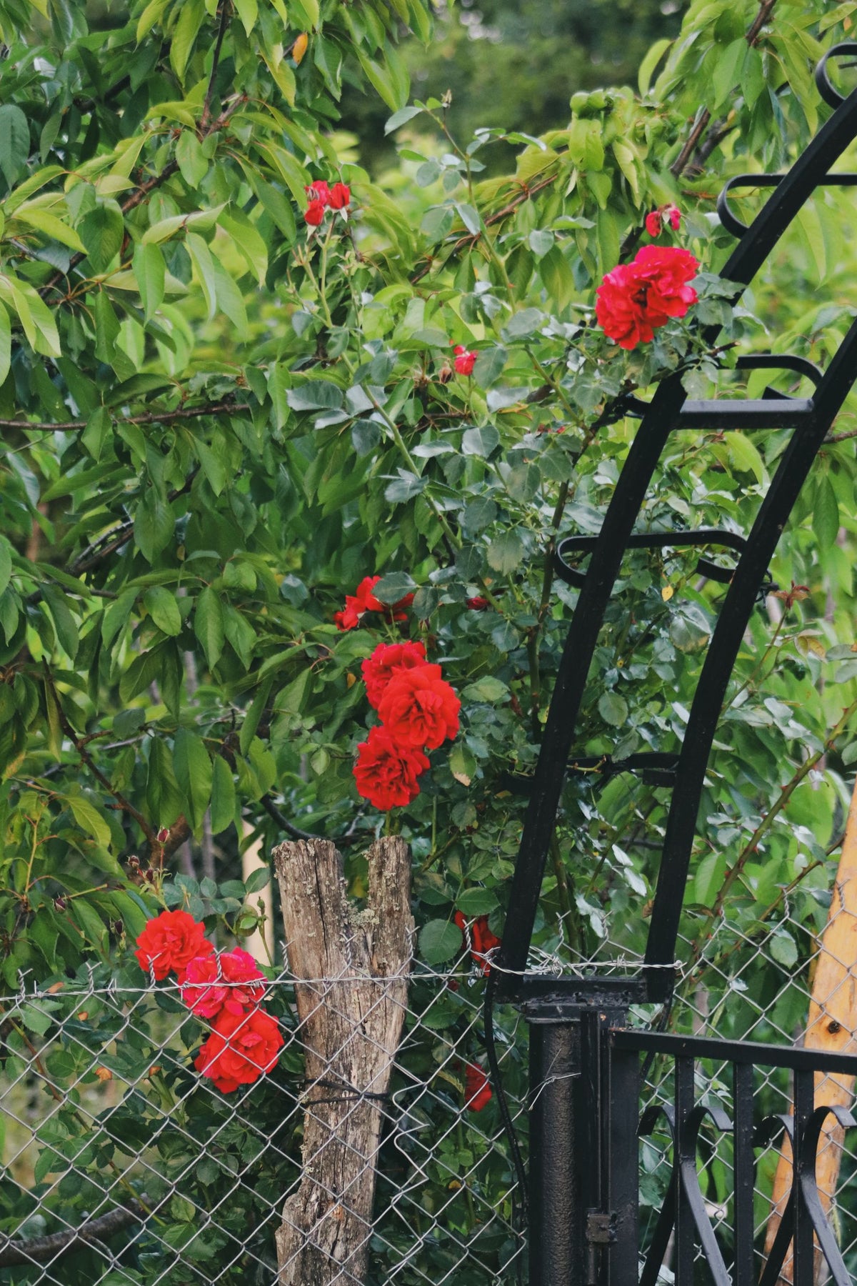 Lady in Red Climbing Rose