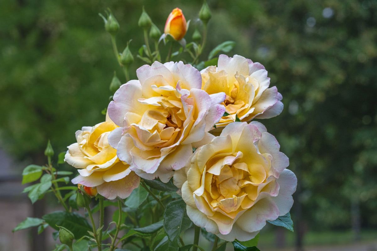 Sunshine Happy Trails Rose